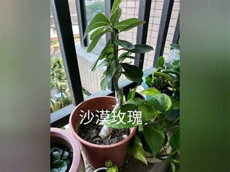 西曬陽台觀葉植物|陽台全日照植物攻略：打造都市綠洲的秘訣 